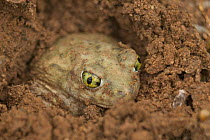 Couch's spadefoot toad male burrowing {Scaphiopus couchii} Arizona, USA.
