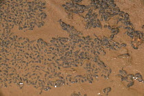 Couch's spadefoot toad tadpoles in drying pool {Scaphiopus couchii} Arizona,