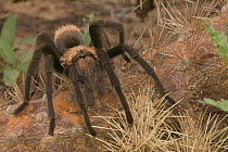 Desert tarantula {Aphonopelma sp} Sonoran desert, Arizona, USA.