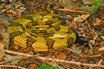 Timber rattlesnake {Crotalus horridus} male, USA.