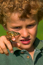 Boy holding Pickerel frog {Rana palustris} USA.