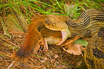 Timber rattlesnake male {Crotalus horridus} eating American red squirrel, NY, USA.