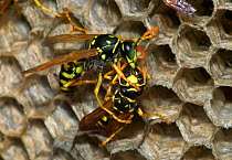 European paper wasp female (right) feeds regurgitated caterpillars to male. USA