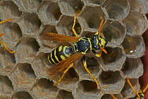 European paper wasp female at nest {Polistes dominulus} USA. Introduced to Boston area.