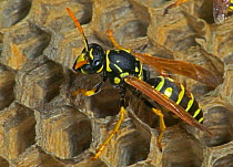 European paper wasp female at nest {Polistes dominulus} USA, introduced to Boston area.