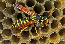 European paper wasp female (note straight antennae) USA {Polistes dominulus}.