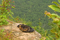Gravid female Timber rattlesnakes basking to bring young to term, USA.