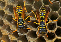European paper wasp females at nest {Polistes dominulus} USA. Introduced to Boston area.