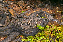 Female Timber rattlesnakes {Crotalus horridus} with newborn young, USA.