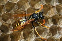 European paper wasp male (note curved antennae) {Polistes dominulus} USA.