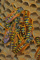 European paper wasp females sunning at nest {Polistes dominulus} USA.