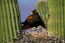 Harris' hawk at nest in saguaro cactus with chicks, Sonora desert, Arizona, USA.