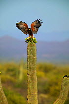 Harris' hawk with nest material on saguaro cactus, Sonora desert, Arizona, USA.