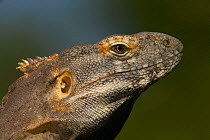 Short crested spiny tailed iguana {Ctenosaura hemilopha}