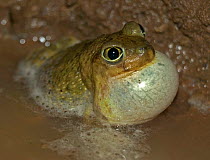 Male Couch's spadefoot toad calling {Scaphiopus couchii} Arizona, USA.