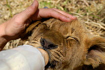 Bottle feeding African lion cub {Panthera leo} at rehabilitation centre, South Africa.