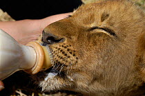 Bottle feeding African lion cub {Panthera leo} at rehabilitation centre, South Africa