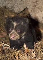 Spectacled bear cub (3m-old) in den {Tremarctos ornatus} Ecuador