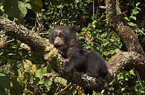 Spectacled bear cub (4m-old) in tree {Tremarctos ornatus} Ecuador