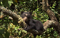 Spectacled bear cub (4m-old) in tree {Tremarctos ornatus} Ecuador