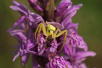 Goldenrod crab spider {Misumena vatia} eating fly on Early purple orchid, UK.