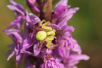 Goldenrod crab spider {Misumena vatia} eating fly on Early purple orchid, UK.