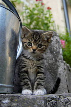 Domestic cat kitten by watering can {Felis catus} UK.