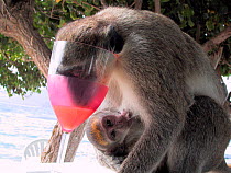 Vervet monkey (Chlorocebus / Cercopithecus aethiops) drinking alcoholic cocktail, St Kitts & Nevis, Caribbean