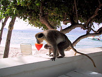Vervet monkey (Chlorocebus / Cercopithecus aethiops) drinking alcoholic cocktail, St Kitts & Nevis, Caribbean