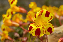 Monkey musk flower {Mimulus luteus} South Is, New Zealand