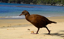 Weka walking along beach {Gallirallus australis} Stuart Is, New Zealand