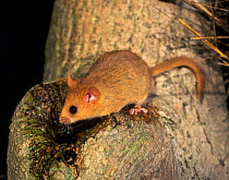 Dormouse drinking from water filled stump, Wales,UK. {Muscardinus avellanarius}
