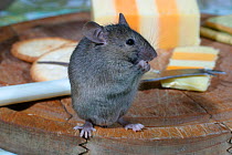 House mouse feeding on cheese board {Mus musculus} Wales, UK. Captive