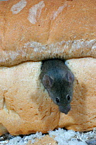 House mouse in loaf of bread {Mus musculus} Wales, UK. Captive