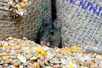 House mouse feeding on grain {Mus musculus} Wales, UK. Captive