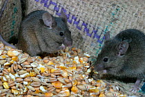 House mice feeding on grain {Mus musculus} Wales, UK. Captive