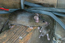 House mice carrying baby {Mus musculus} Wales, UK. Captive.
