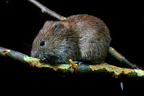 Field vole chewing branch at night {Microtus agrestis} Wales, UK.