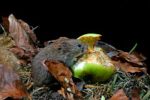 Field vole feeding on apple {Microtus agrestis} Wales, UK.