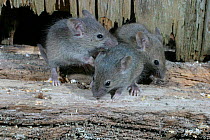 House mouse juveniles feeding on grain {Mus musculus} Wales, UK. Captive