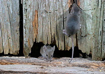House mouse juvenile climbing {Mus musculus} Wales, UK. Captive