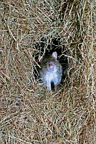 Brown rat in haystack {Rattus norvegicus} Wales, UK.