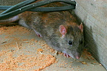 Brown rat amongst electrical wires {Rattus norvegicus} Wales, UK.