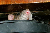 Brown rat amongst electrical wires {Rattus norvegicus} Wales, UK.