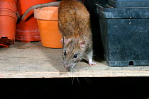 Brown rat in garden shed {Rattus norvegicus} Wales, UK.