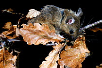 Yellow-necked mouse {Apodemus flavicollis} in oak tree, Wales, UK.