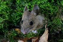 Yellow-necked mouse {Apodemus flavicollis} Wales, UK.