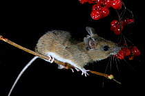 Yellow-necked mouse feeds on guelder rose berries {Apodemus flavicollis} Wales, UK.