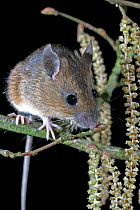 Yellow-necked mouse + hazel catkins {Apodemus flavicollis} Wales, UK.