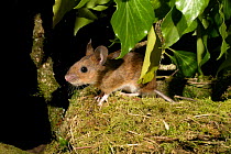 Yellow-necked mouse {Apodemus flavicollis} at thrush's nest, Wales, UK.